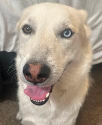 Found/Stray Male Dog last seen tracy and 11th, Tracy, CA 95376