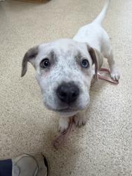 Found/Stray Unknown Dog last seen Near Landmark, Alexandria, VA 22304