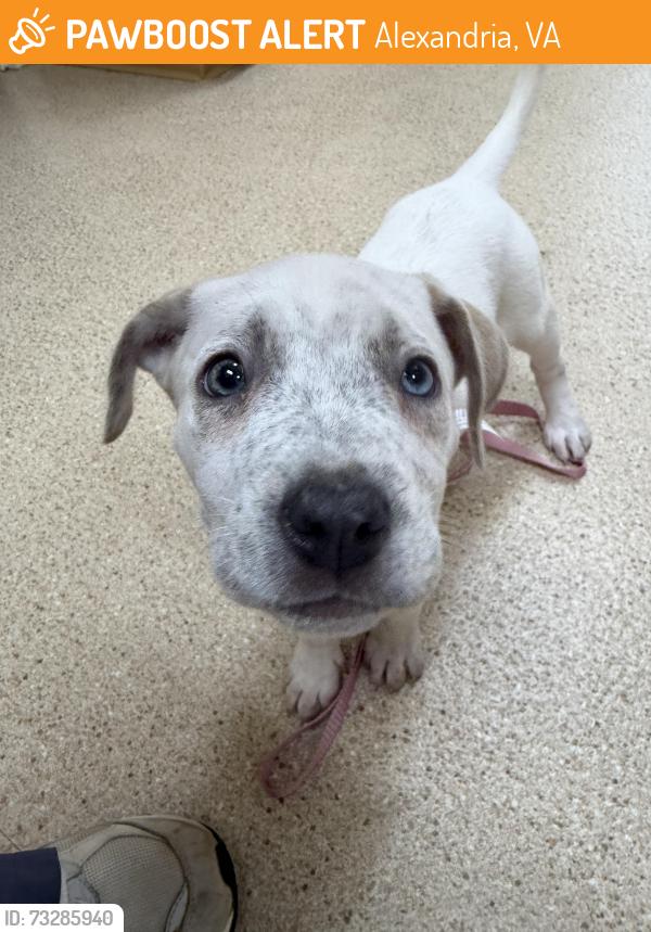 Found/Stray Unknown Dog last seen Near Landmark, Alexandria, VA 22304