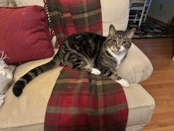 Reunited Male Cat last seen Billy holt trail and Fairfield dr, Burlington, NC 27215