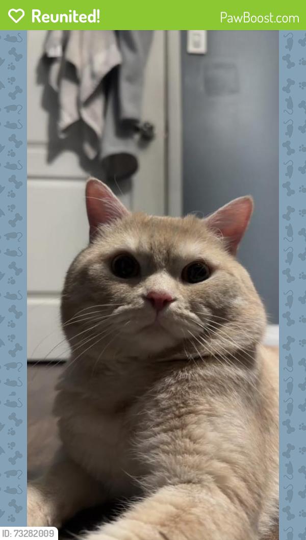 Reunited Male Cat last seen Jolliffe Ave and Goreway Dr, Mississauga, ON 
