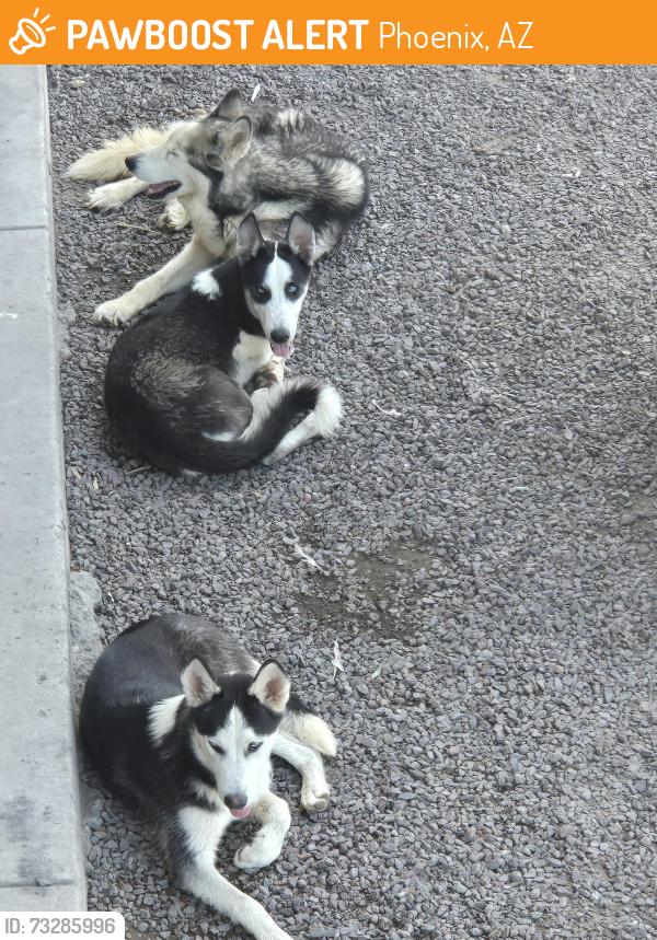Found/Stray Unknown Dog last seen Near and camelback, Phoenix, AZ 85016
