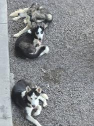 Found/Stray Unknown Dog last seen Near and camelback, Phoenix, AZ 85016
