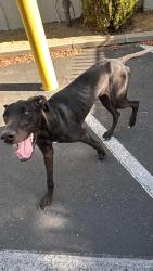 Reunited Male Dog last seen Floyd and McHenry at in shape parking lot, Modesto, CA 95350