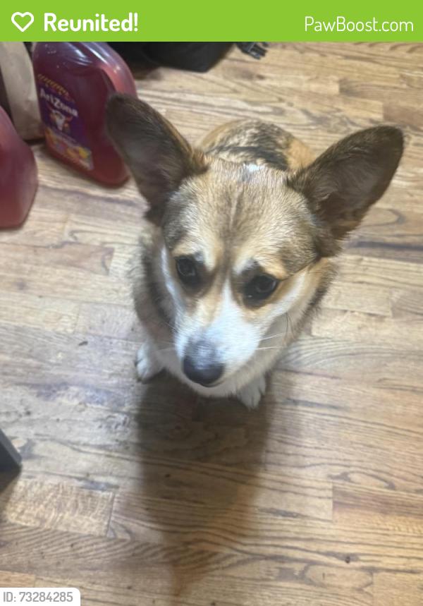 Reunited Female Dog last seen token way, Kennesaw, GA 30152