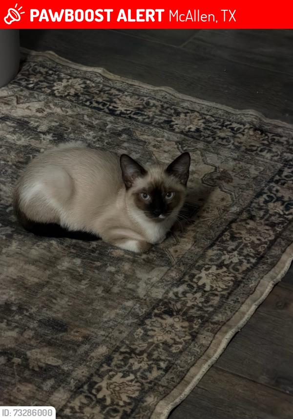 Lost Male Cat last seen El pollo loco, McAllen, TX 78501