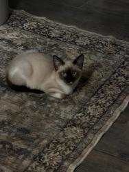Lost Male Cat last seen El pollo loco, McAllen, TX 78501