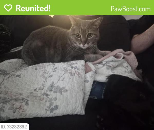 Reunited Female Cat last seen 24th st and Crowchild, Calgary, AB T3E 1T1