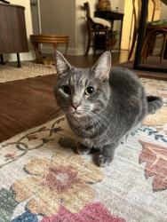 Reunited Male Cat last seen Watermark blvd and May, Oklahoma City, OK 73134