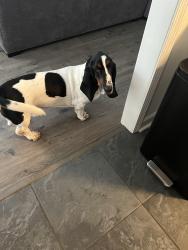 Reunited Male Dog last seen Crosswinds st Greer SC, Greer, SC 29650