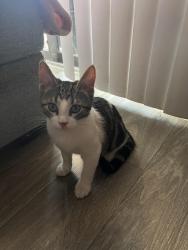 Found/Stray Female Cat last seen Near Cinnamon Creek Dr, San Antonio, TX 78240