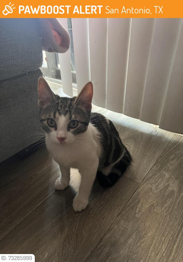 Found/Stray Female Cat last seen Near Cinnamon Creek Dr, San Antonio, TX 78240