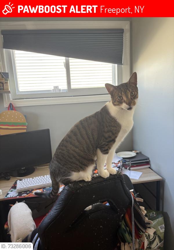 Lost Male Cat last seen Corner of Grant Street and Hudson Ave, Freeport, NY 11520