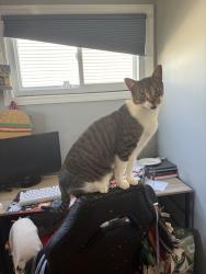 Lost Male Cat last seen Corner of Grant Street and Hudson Ave, Freeport, NY 11520