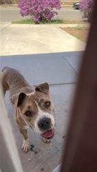 Found/Stray Female Dog last seen Royal run st, El Paso, TX 79936