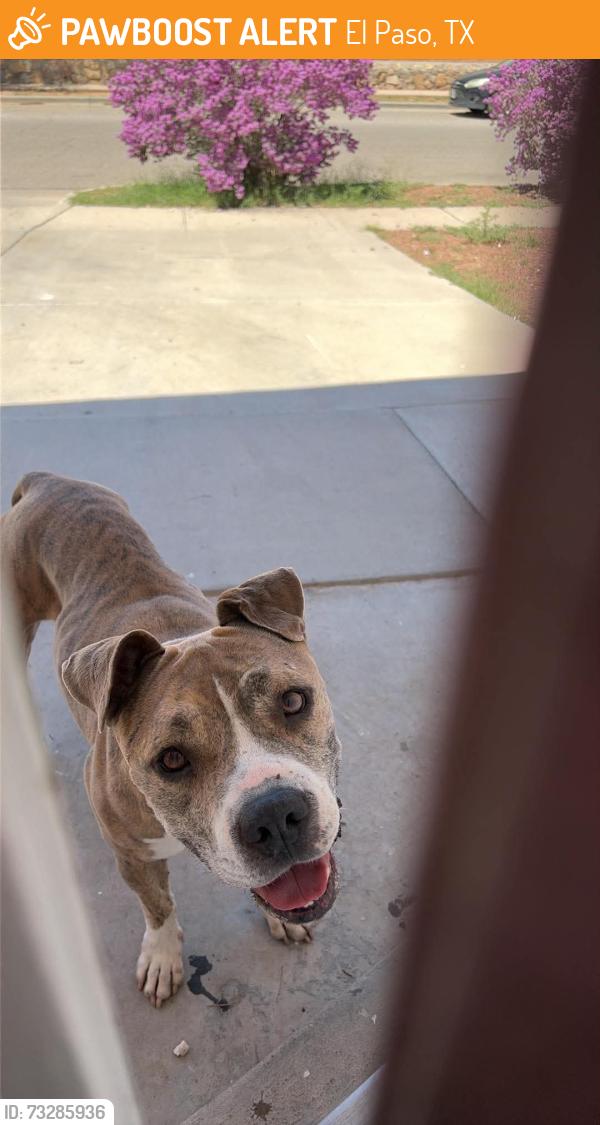 Found/Stray Female Dog last seen Royal run st, El Paso, TX 79936
