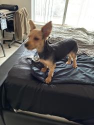Reunited Female Dog last seen Las Vegas dr, coral ave, Sun City West, AZ 85375