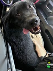 Shelter Stray Male Dog last seen Midwest City, 8485 E Reno Ave, Midwest City, OK 73110, USA