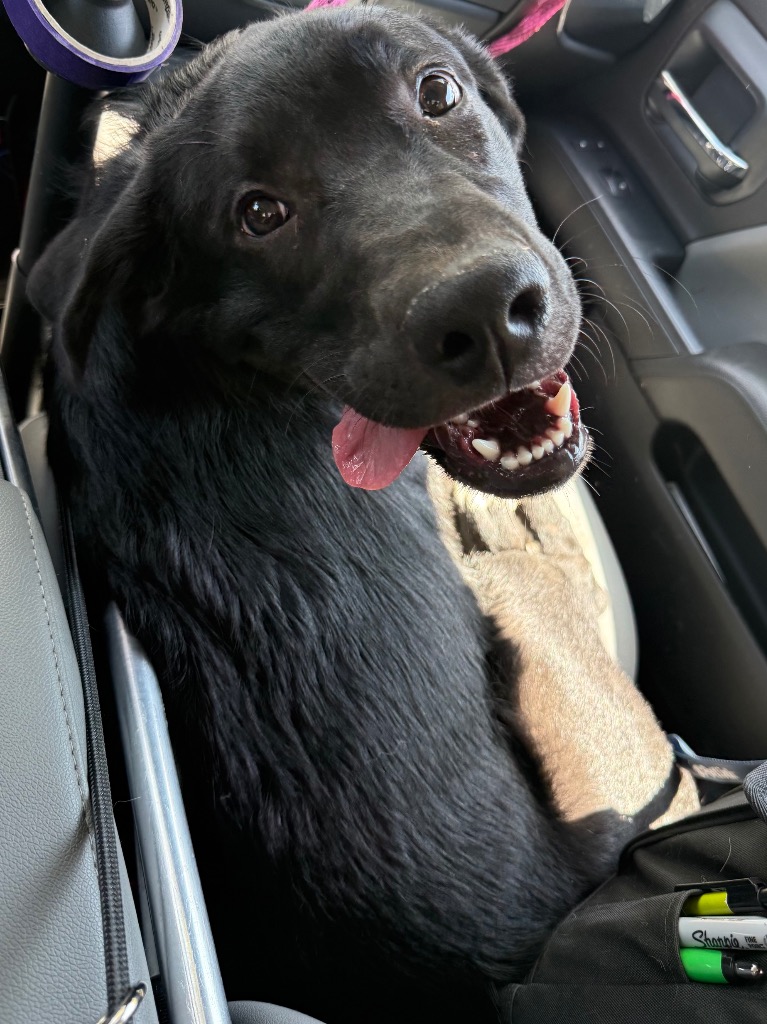 Shelter Stray Male Dog last seen Midwest City, 8485 E Reno Ave, Midwest City, OK 73110, USA