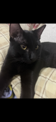 Lost Male Cat last seen Minisuper El Compita, Tesistán, Jal. 45200