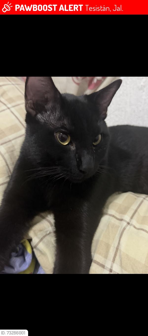 Lost Male Cat last seen Minisuper El Compita, Tesistán, Jal. 45200