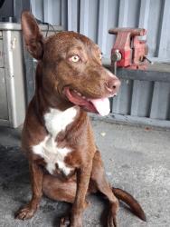 Found/Stray Female Dog last seen 48th ave, Miami, FL 33142