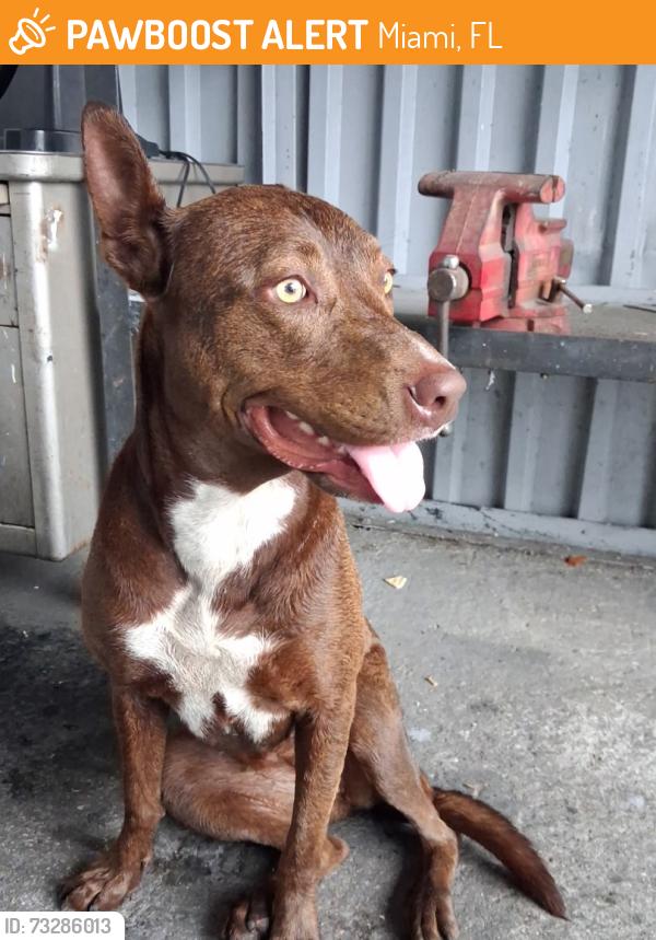 Found/Stray Female Dog last seen 48th ave, Miami, FL 33142