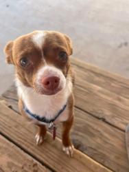 Lost Male Dog last seen Highway 70, Las Cruces, NM 88011