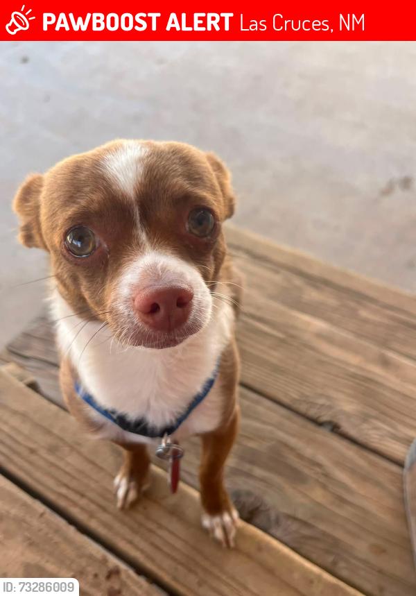 Lost Male Dog last seen Highway 70, Las Cruces, NM 88011