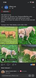 Lost Male Dog last seen Hentschel, Ferguson, MO 63135