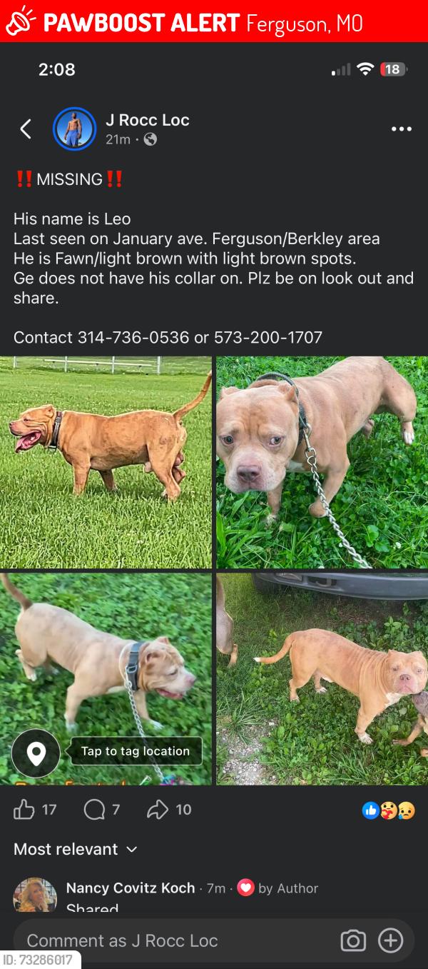 Lost Male Dog last seen Hentschel, Ferguson, MO 63135