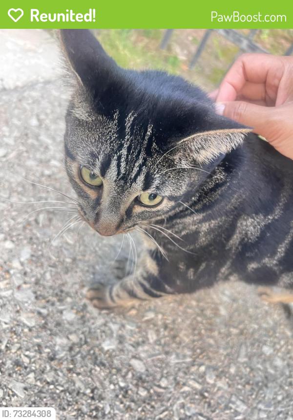 Reunited Unknown Cat last seen Gorgas Park, Philadelphia, PA 19128
