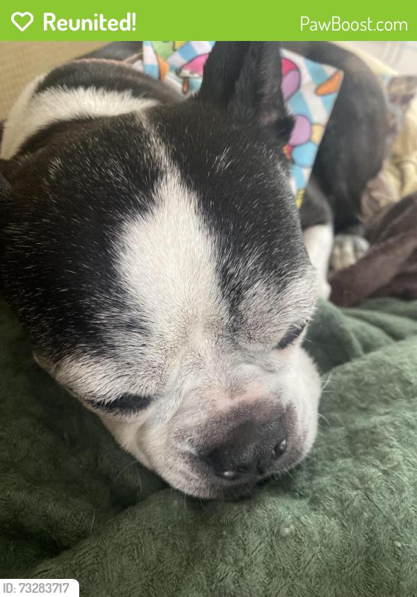 Reunited Female Dog last seen Near and elephant road, Dublin, PA 18917