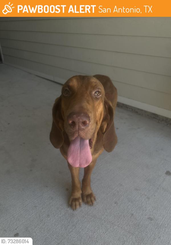 Found/Stray Male Dog last seen Near Bandera rd, San Antonio, TX 78238