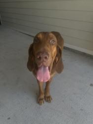 Found/Stray Male Dog last seen Near Bandera rd, San Antonio, TX 78238