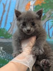 Shelter Stray Female Cat last seen Bexar County, 3353 Morningside Dr, New Braunfels, TX 78132, USA