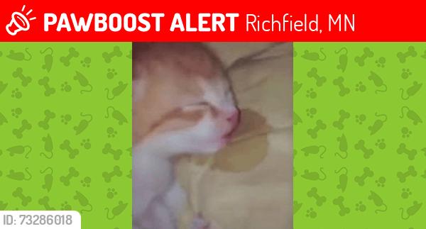 Lost Male Cat last seen 17th ave s, Richfield, MN 55423