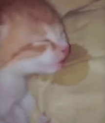 Lost Male Cat last seen 17th ave s, Richfield, MN 55423