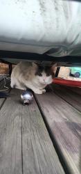 Found/Stray Unknown Cat last seen Kimball and Wilson, Chicago, IL 60625