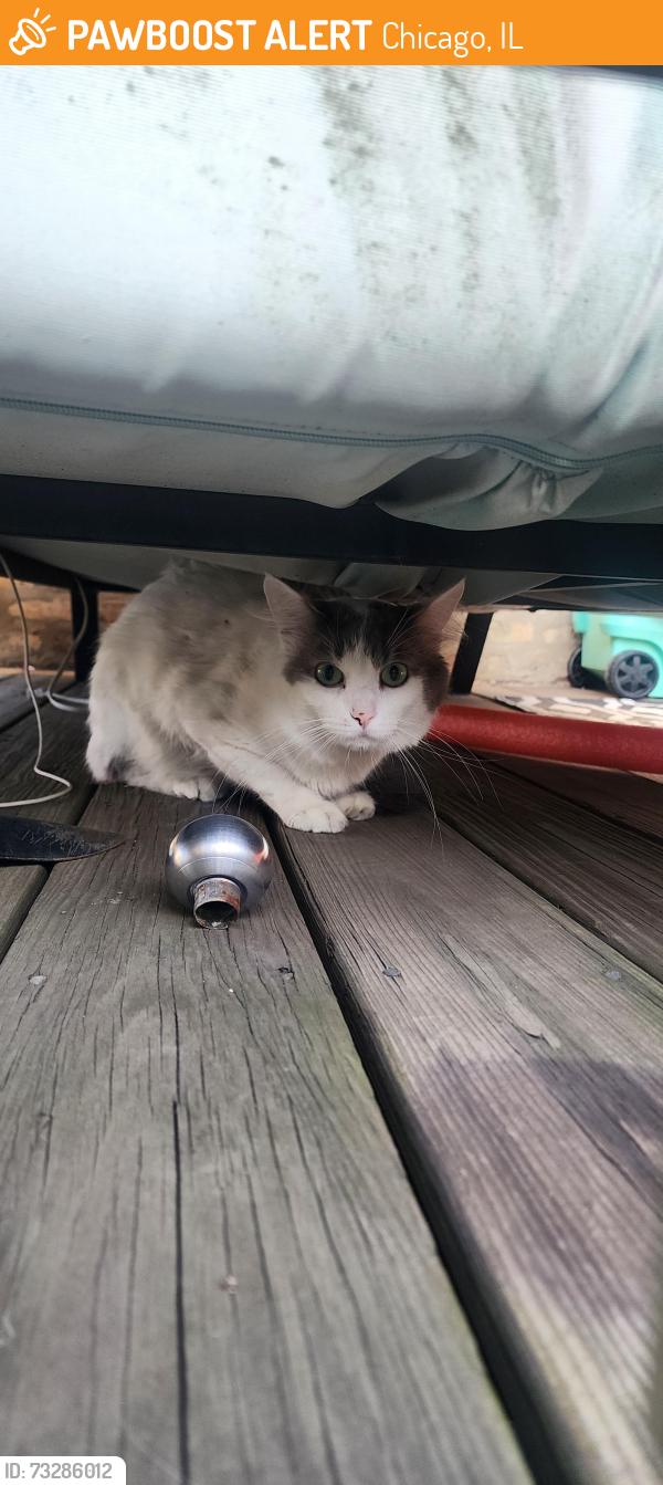 Found/Stray Unknown Cat last seen Kimball and Wilson, Chicago, IL 60625