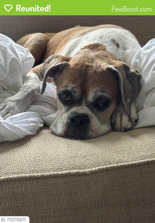 Reunited Female Dog last seen S sterling ave & w corona st., Tampa, FL 33629