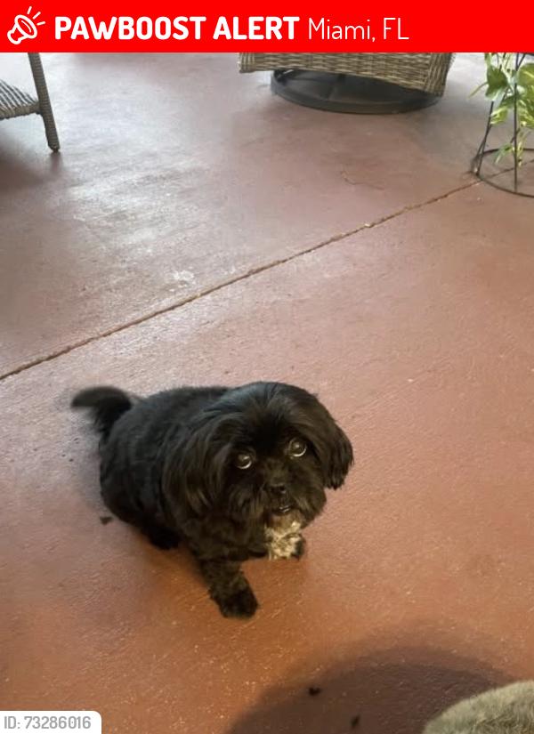 Lost Female Dog last seen Near Nw 19th st, Miami, FL 33125