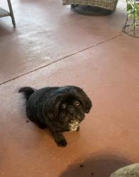 Lost Female Dog last seen Near Nw 19th st, Miami, FL 33125