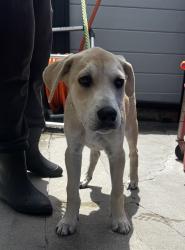 Found/Stray Male Dog last seen Near Yukon Ave, Hawthorne, CA 90250