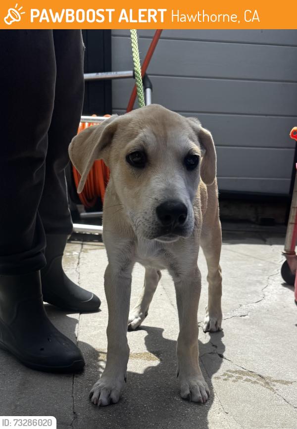 Found/Stray Male Dog last seen Near Yukon Ave, Hawthorne, CA 90250
