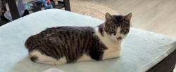 Lost Male Cat last seen Near Piney Bend Dr, Tomball, TX 77375, Tomball, TX 77375