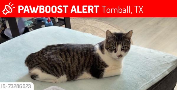Lost Male Cat last seen Near Piney Bend Dr, Tomball, TX 77375, Tomball, TX 77375