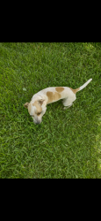 Lost Male Dog last seen By martin luther king, Houston, TX 77033
