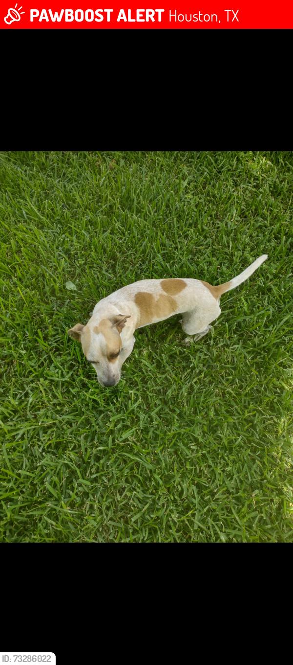 Lost Male Dog last seen By martin luther king, Houston, TX 77033