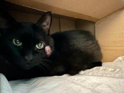 Shelter Stray Male Cat last seen CHELSEA, 350 S Huntington Ave, Jamaica Plain, MA 02130, USA